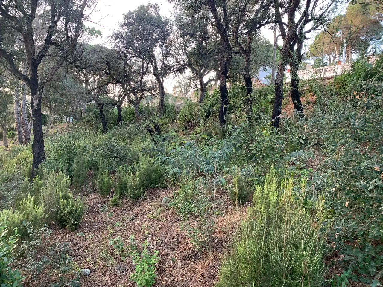 Grundstücke und Bauplätze zum Verkauf in Lloret Residencial - Montlloret, imagen 11