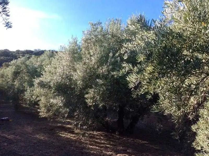 Terreni e lotti in vendita a Castillo de Locubín, imagen 15