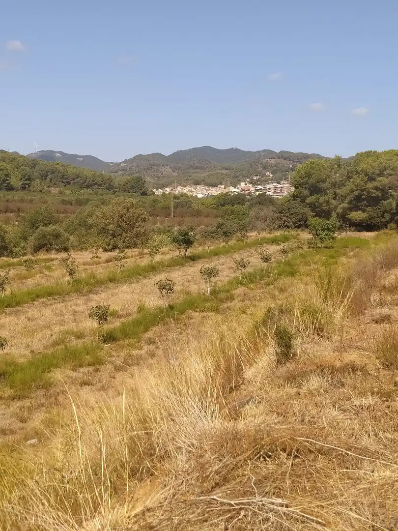 Terreno rustico in vendita a Riudecols, imagen 3