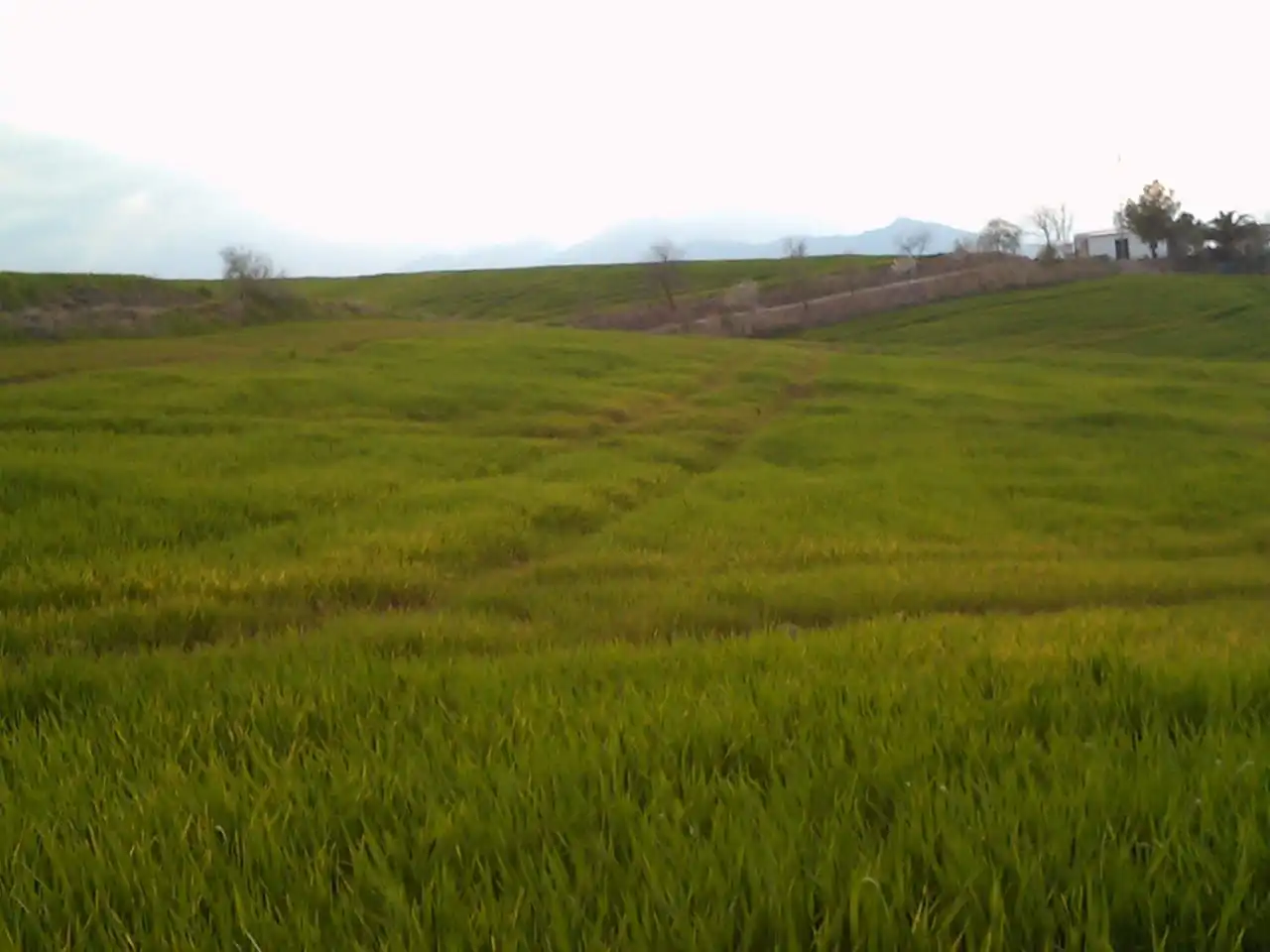 Land for sale in Ronda