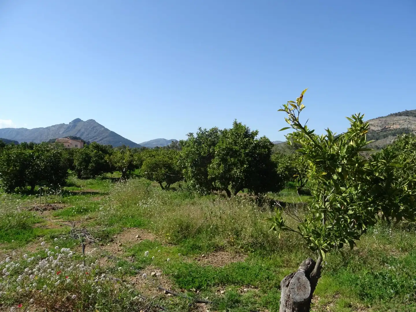 Terreny residencial en venda a Alcalalí, imagen 9