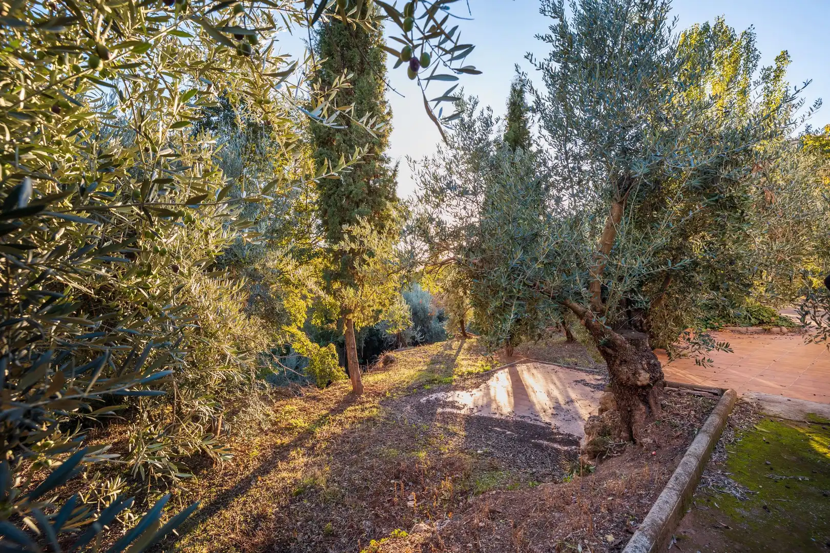 Casa o xalet en venda en Cogollos de la Vega