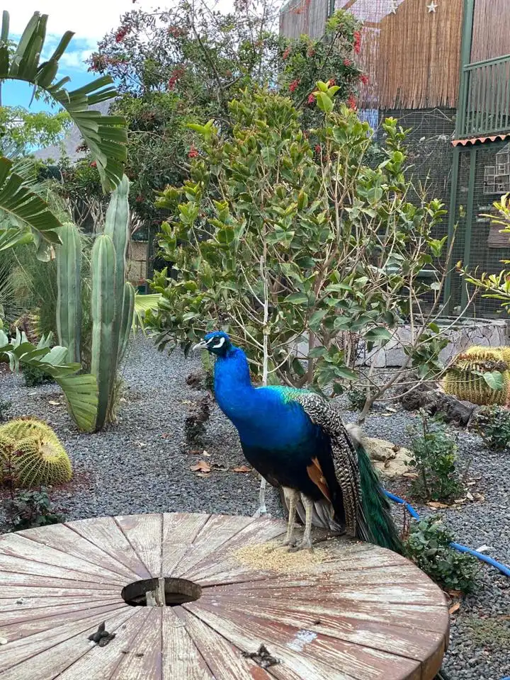 Jardí de Casa o xalet en venda en San Pedro del Pinatar amb Piscina