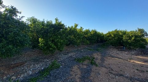 Finca Rústica de Regadío, immagine 4