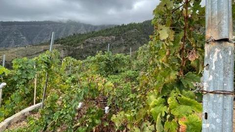 Foto 5 de Terreno en venta en Centro, Güímar