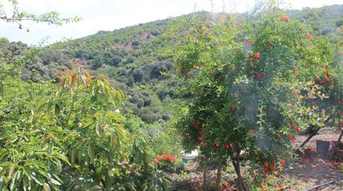 Foto 3 de Casa o chalet en venta en Cartajima, Vale Genal Alto , Cartajima, Málaga