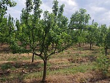 Terreno rústico en venta en Villafranca de Córdoba