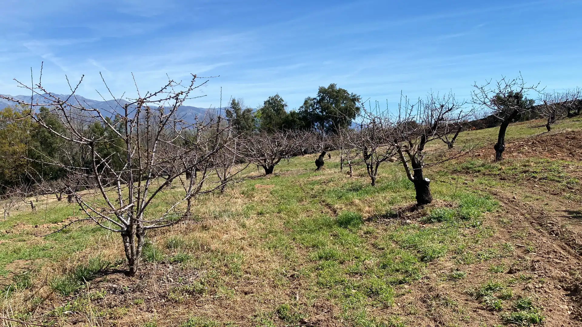 Terreni e lotti in vendita a Jaraíz de la Vera, imagen 12