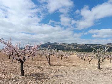 Terreno residencial en venta en El Pinós / Pinoso