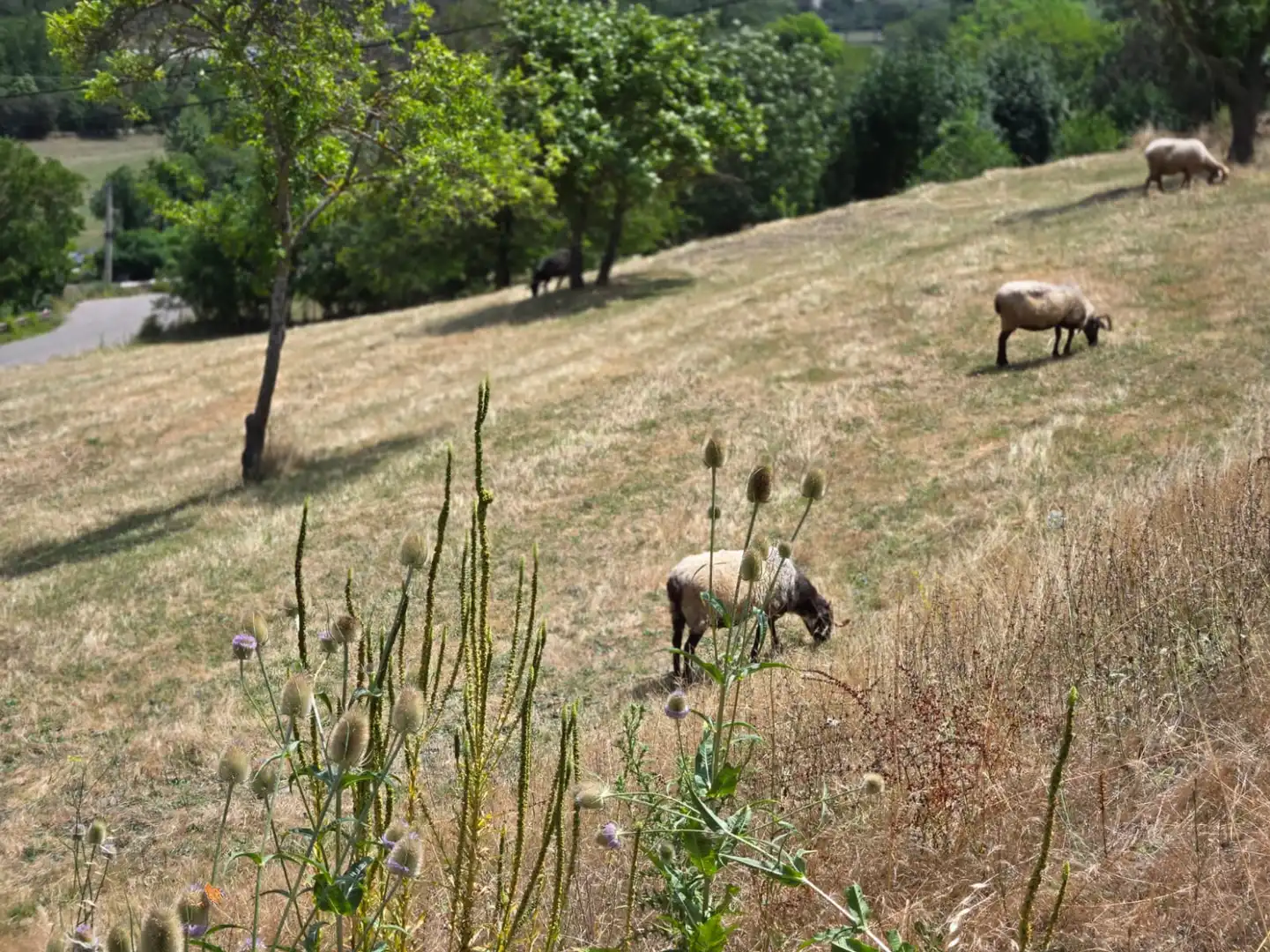 Terreno rustico in vendita a Cabezón de Liébana - CABARIEZO, imagen 3