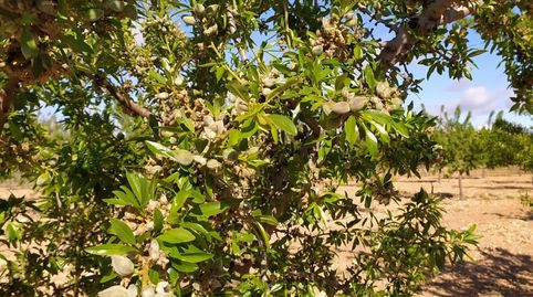 Photo 5 of Country homes for sale in Yecla, Murcia