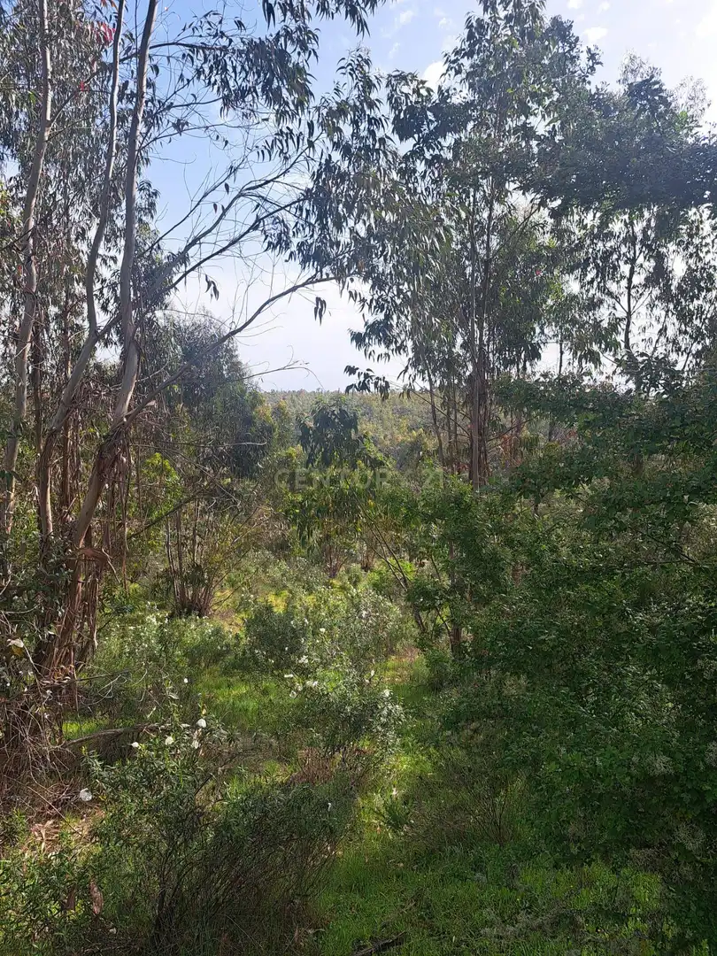 Terreno en venta en Herrera de Alcántara