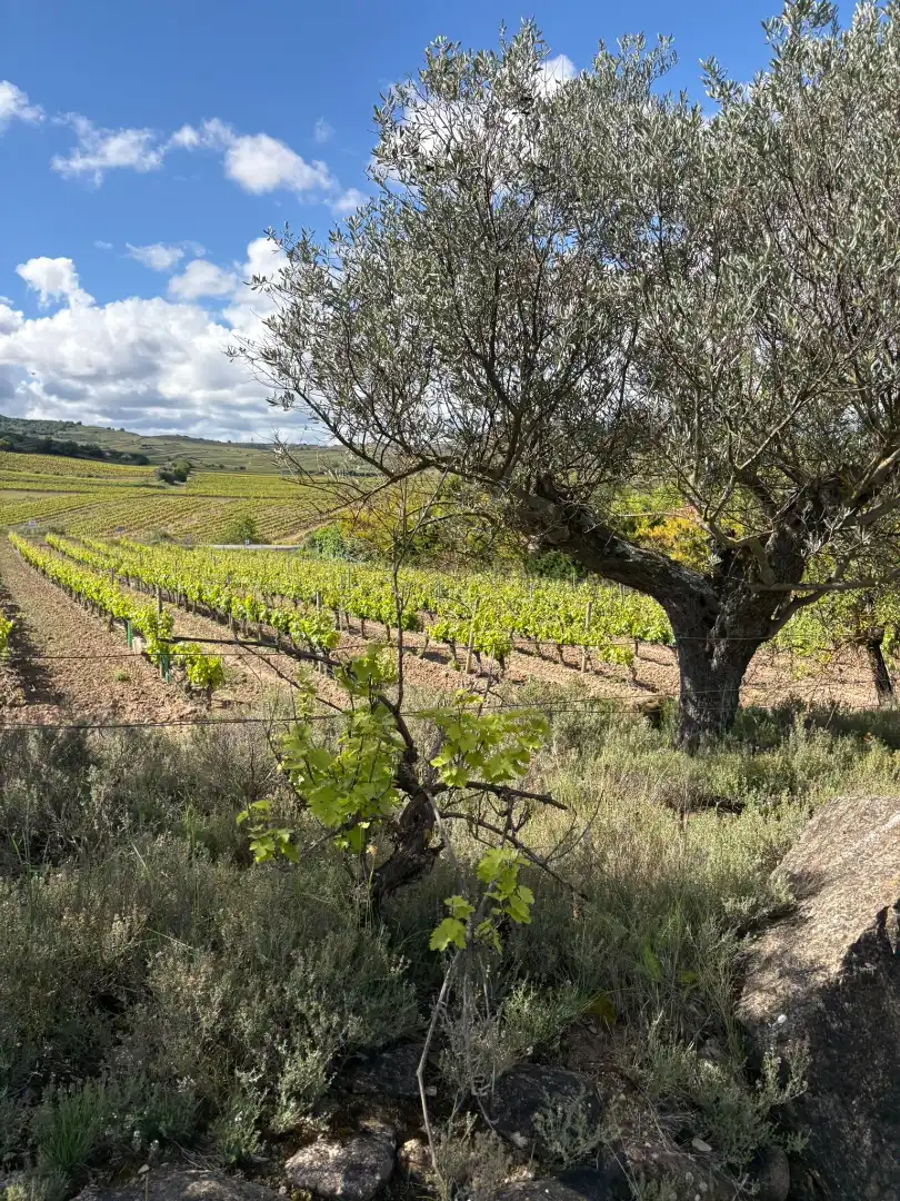 Exterior view of Land for sale in Cenicero