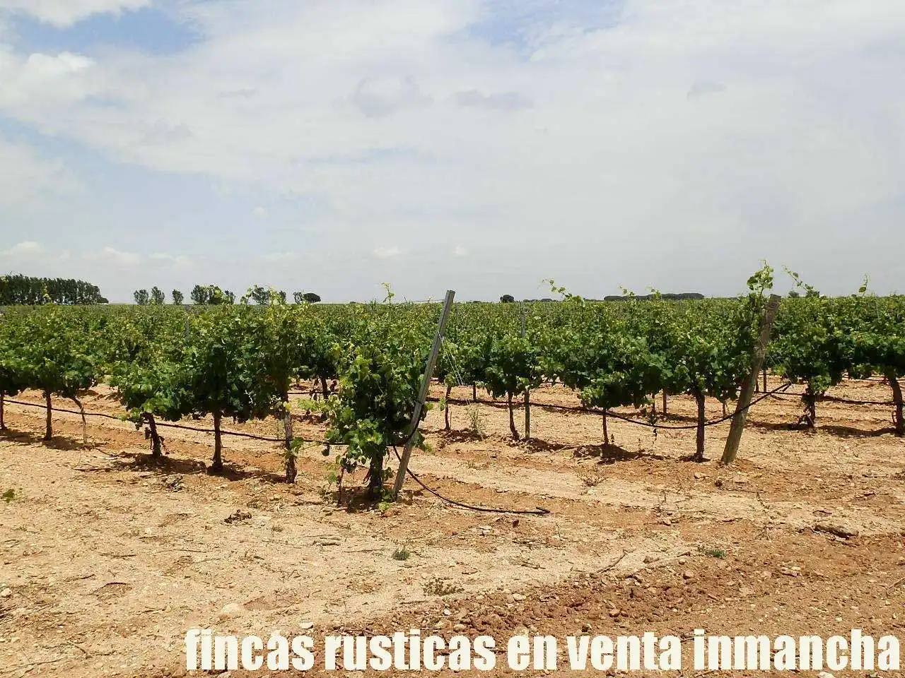Terreny rústic en venda a Villarrobledo, imagen 3