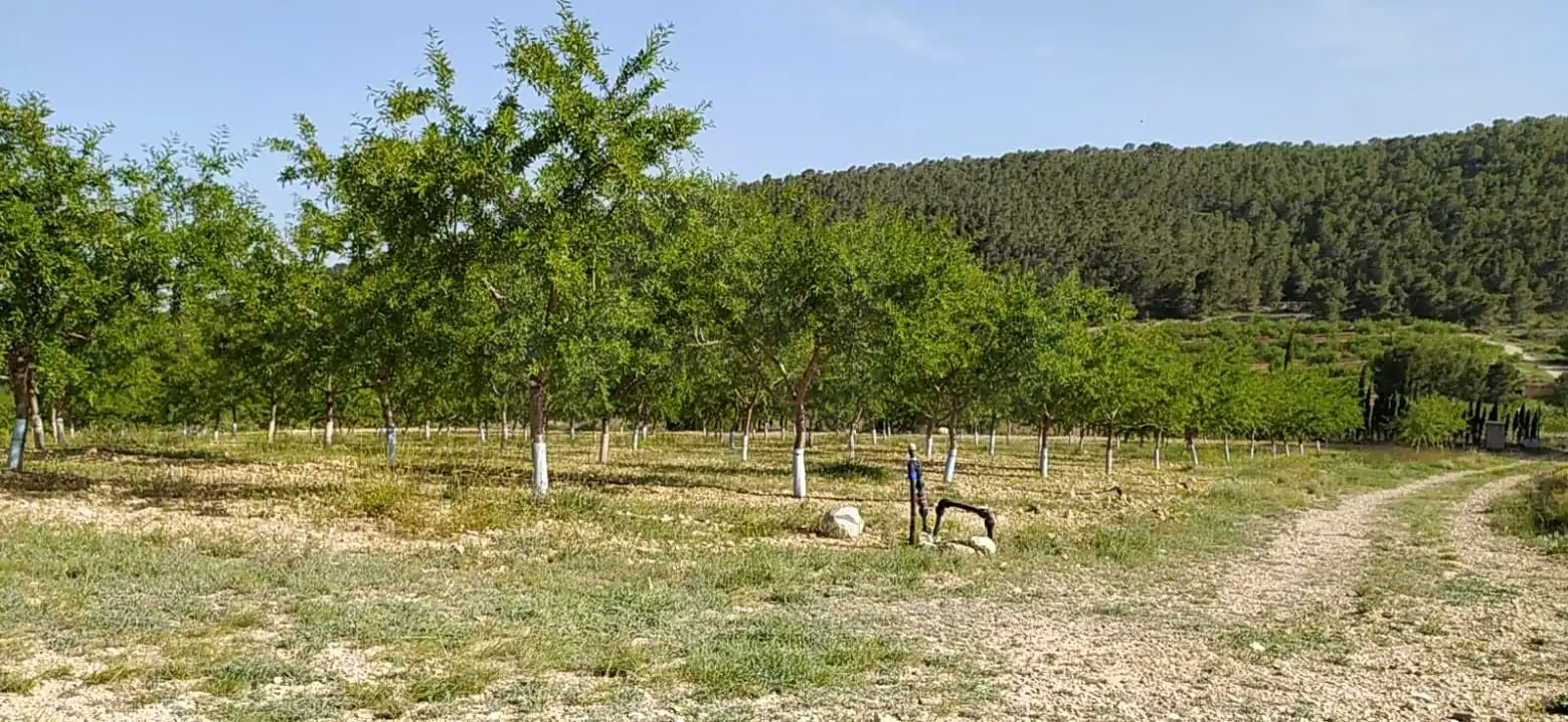 Terreny rústic en venda a La Romana, imagen 37