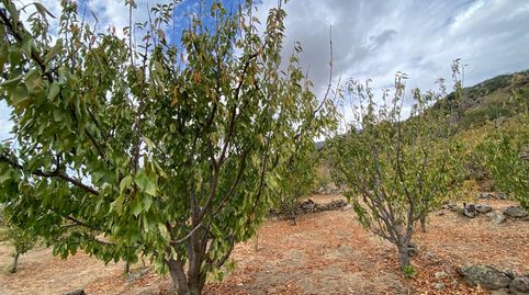 FINCA TEMPRANA DE CEREZOS EN EL TORNO -  VALLE DEL JERTE, immagine 4