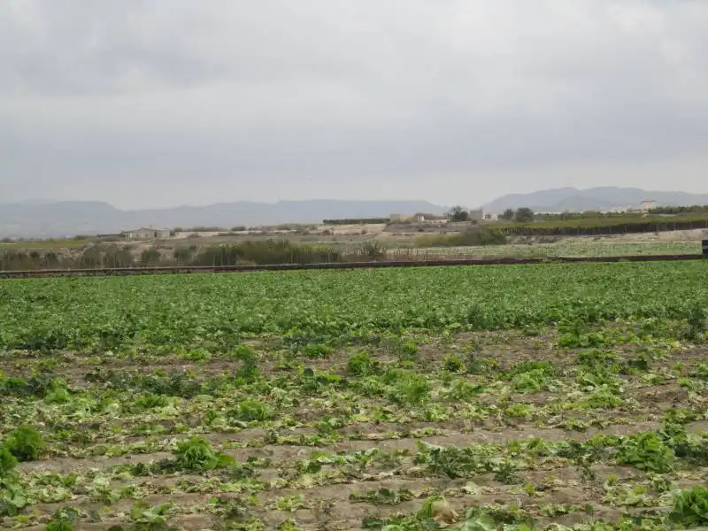 Rural land for sale in Novelda