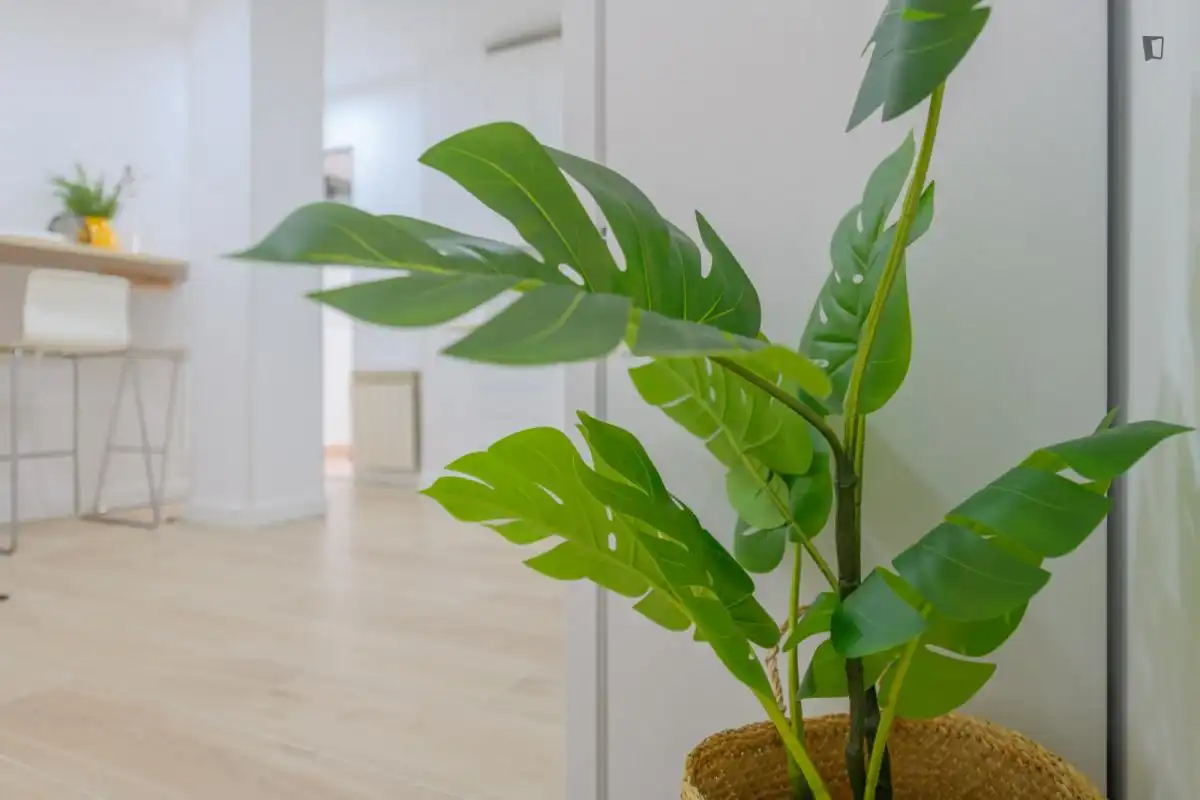 Apartamento para compartir en Universidad