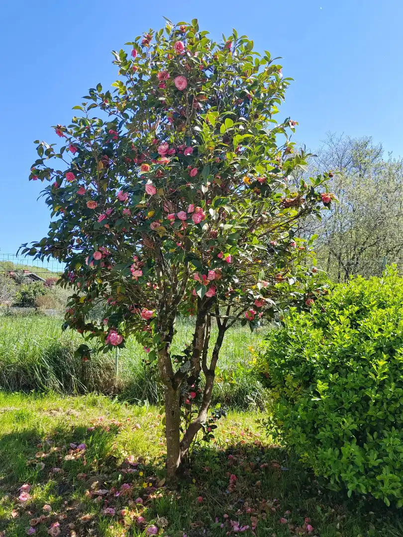 Garten von Country house zum Verkauf in Arrieta mit Heizung, Privatgarten und Abstellraum