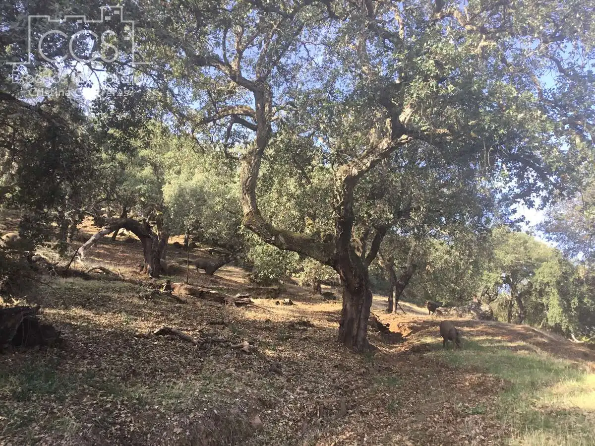 Terreni e lotti in vendita a Cazalla de la Sierra, imagen 5