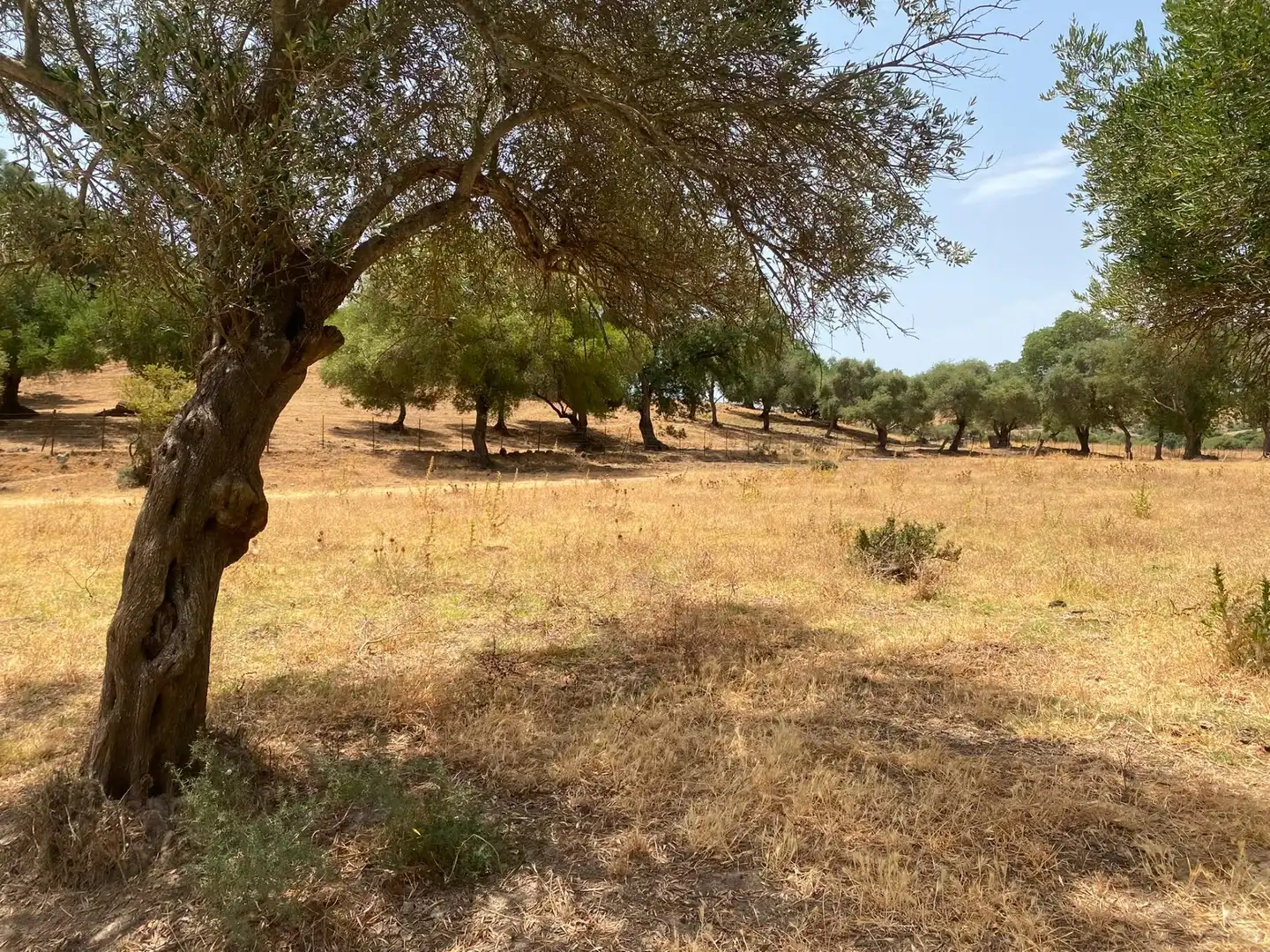 Terreni e lotti in vendita a Alcalá de los Gazules, imagen 73