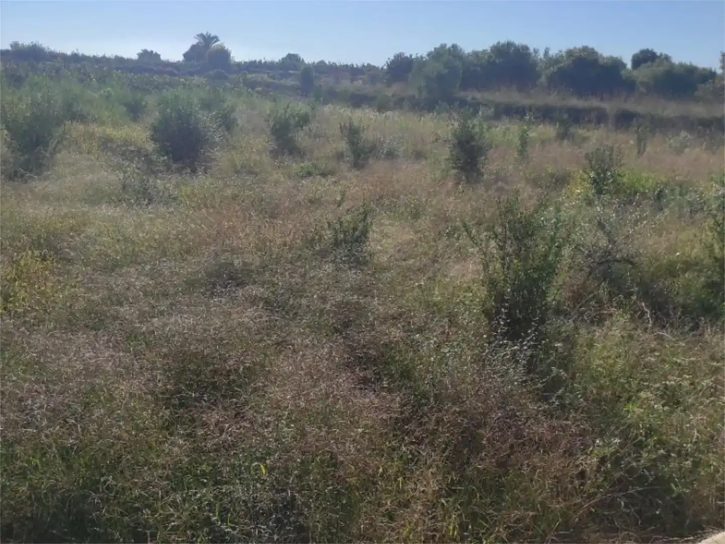 Finca rústica en venta en Picassent