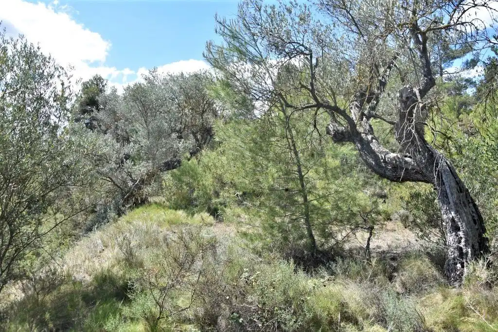 Terreni e lotti in vendita a Arens de Lledó, imagen 6