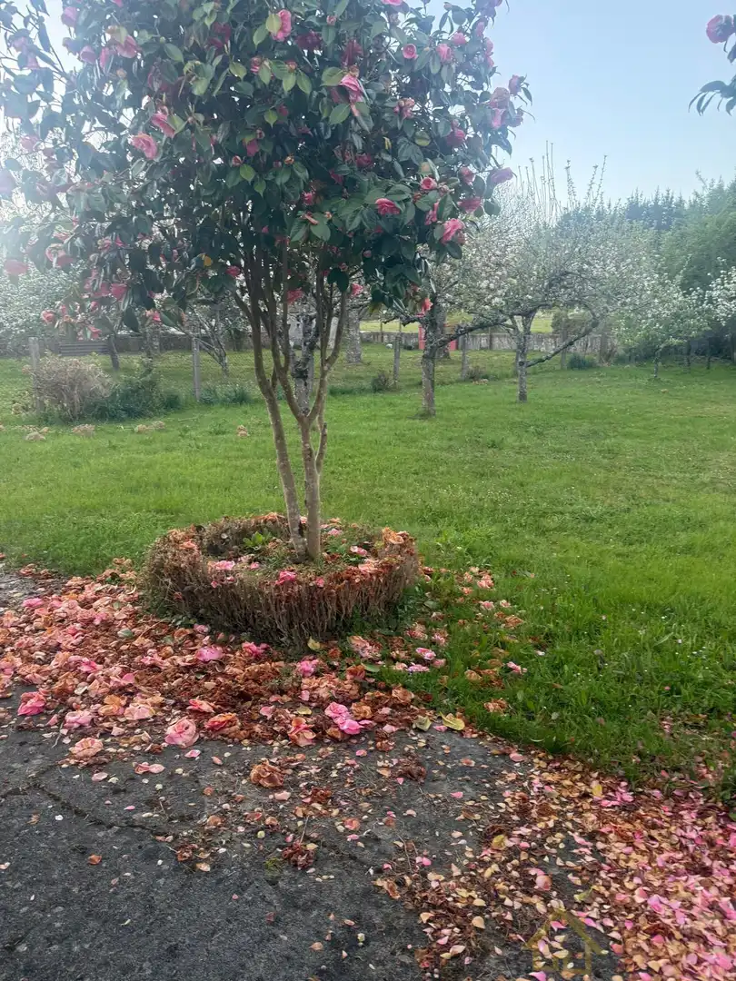 Jardín de Casa o chalet en venta en Friol