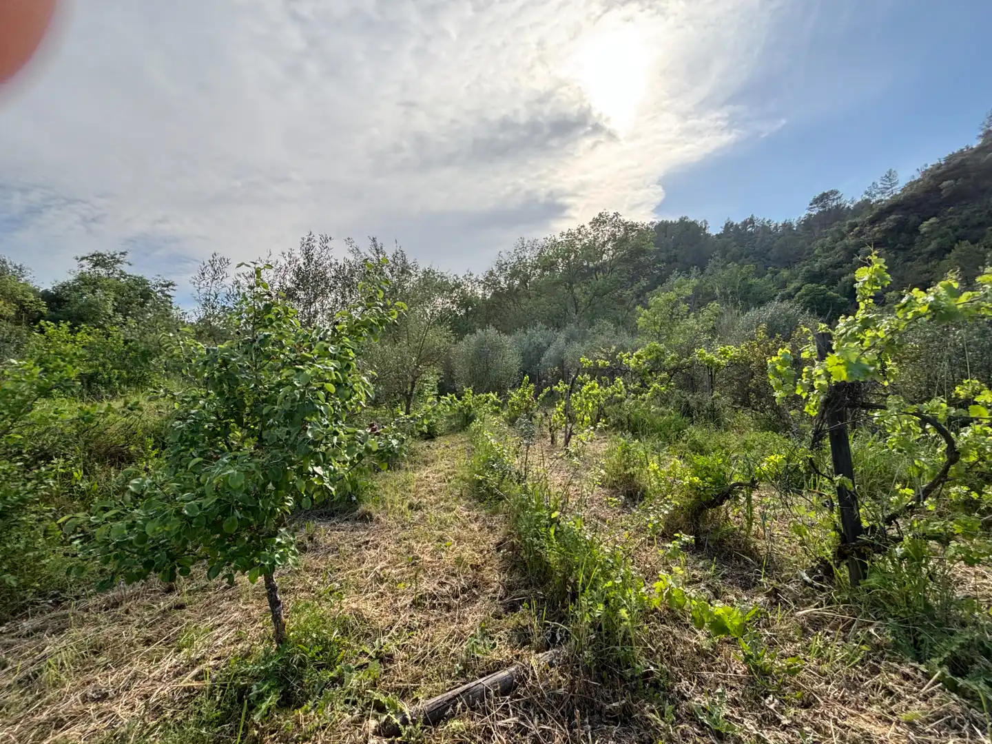 Land for sale in El Masroig