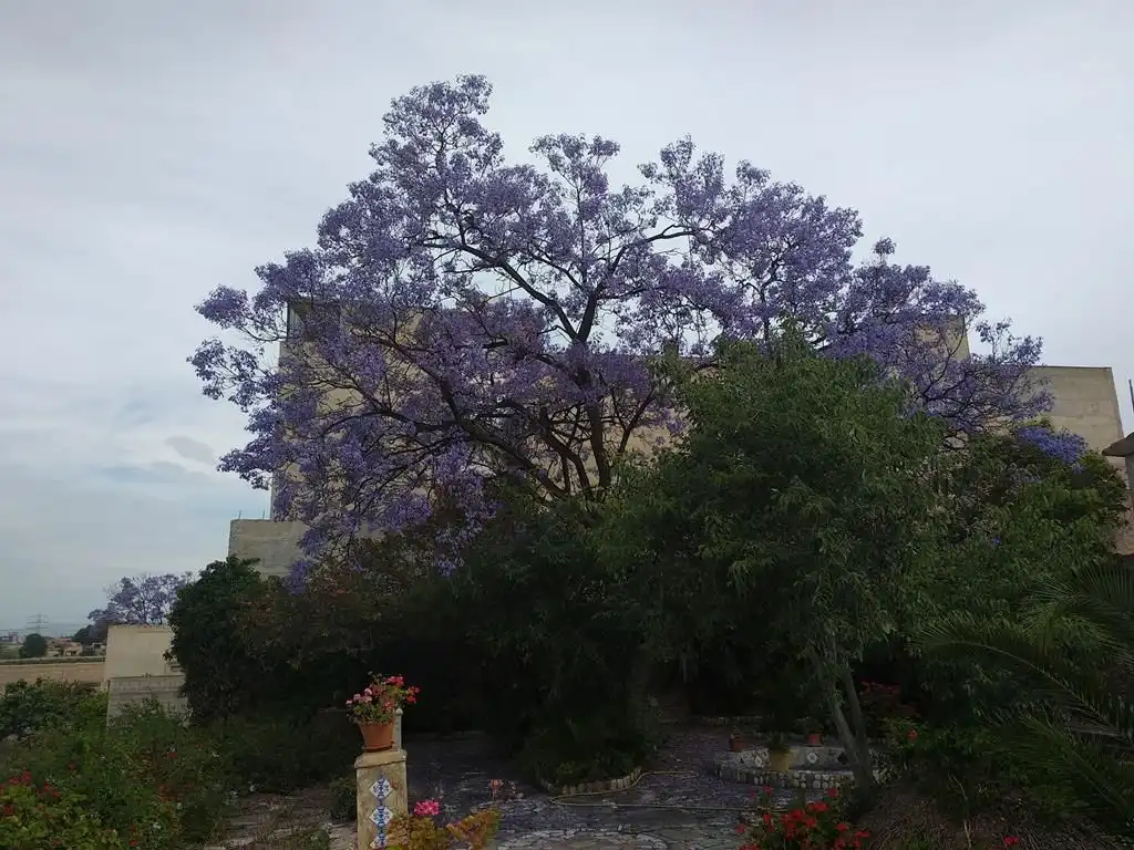 Garden of Country homes for sale in Almazora / Almassora