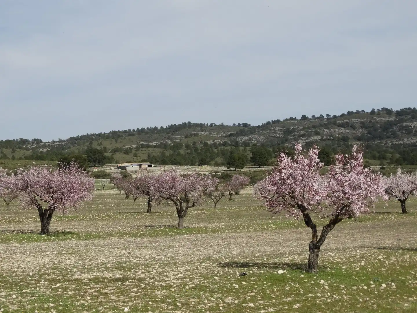 Terreni e lotti in vendita a Moratalla, imagen 3