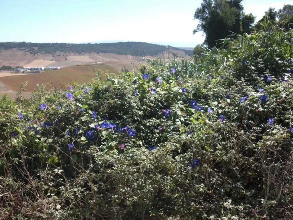 Terreni e lotti in vendita a Vejer, imagen 2
