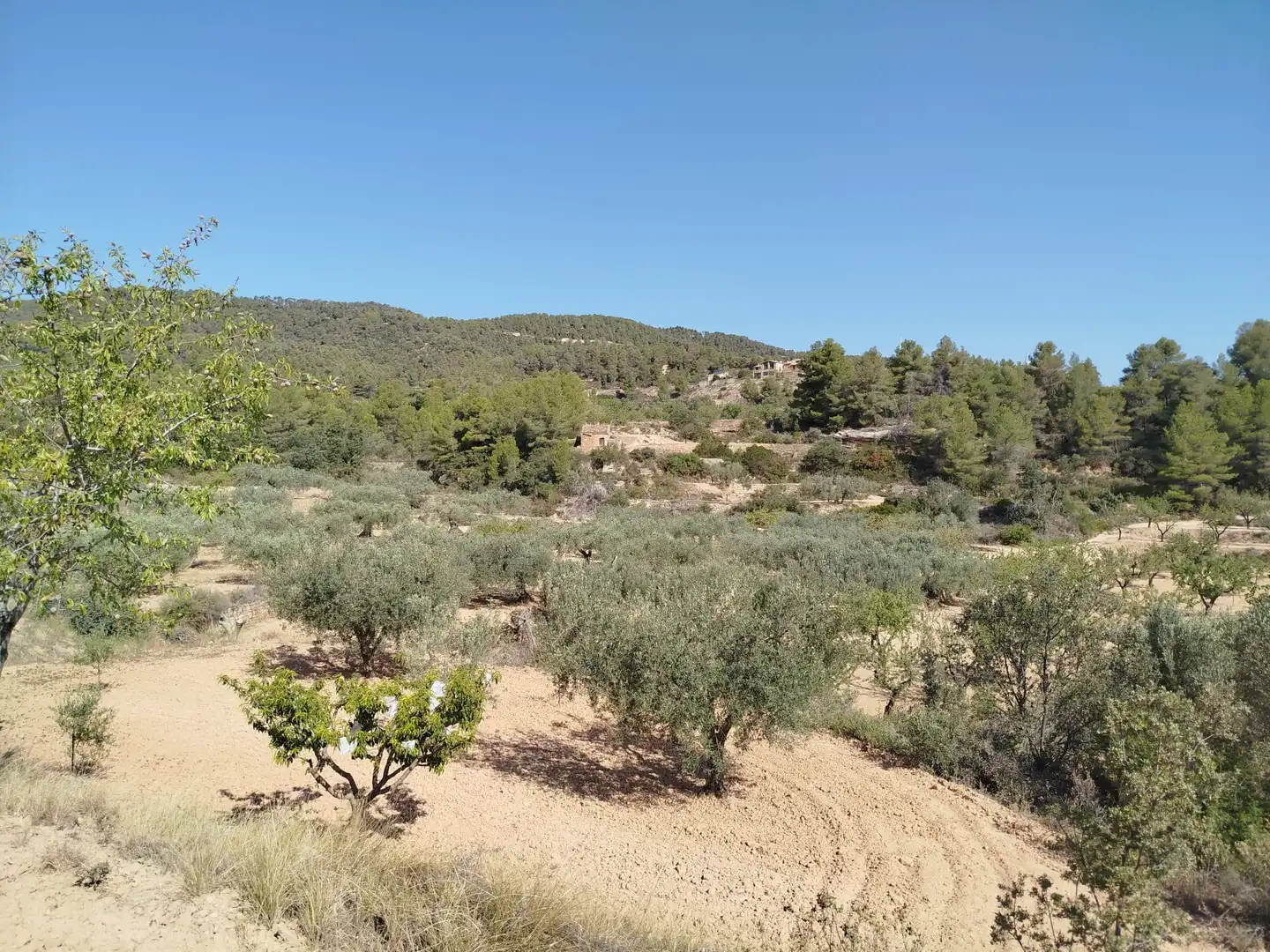 Rural land for sale in Horta de Sant Joan, imagen 6