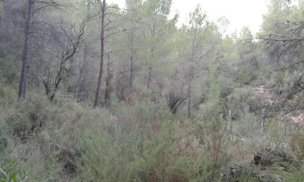 Rural land for sale in Ptda Comuns, imagen 6