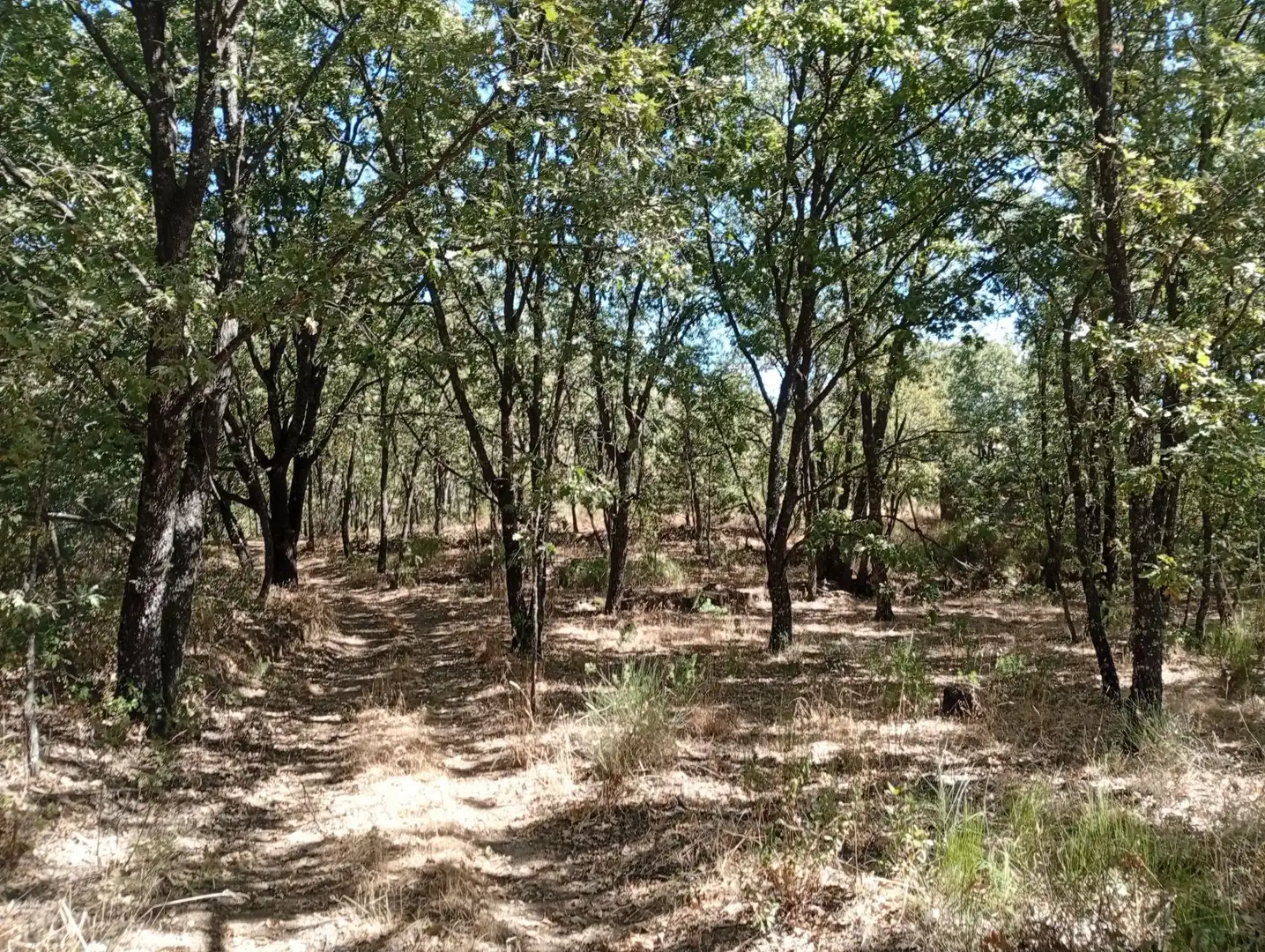 Terreni e lotti in vendita a Villanueva de la Vera, imagen 107