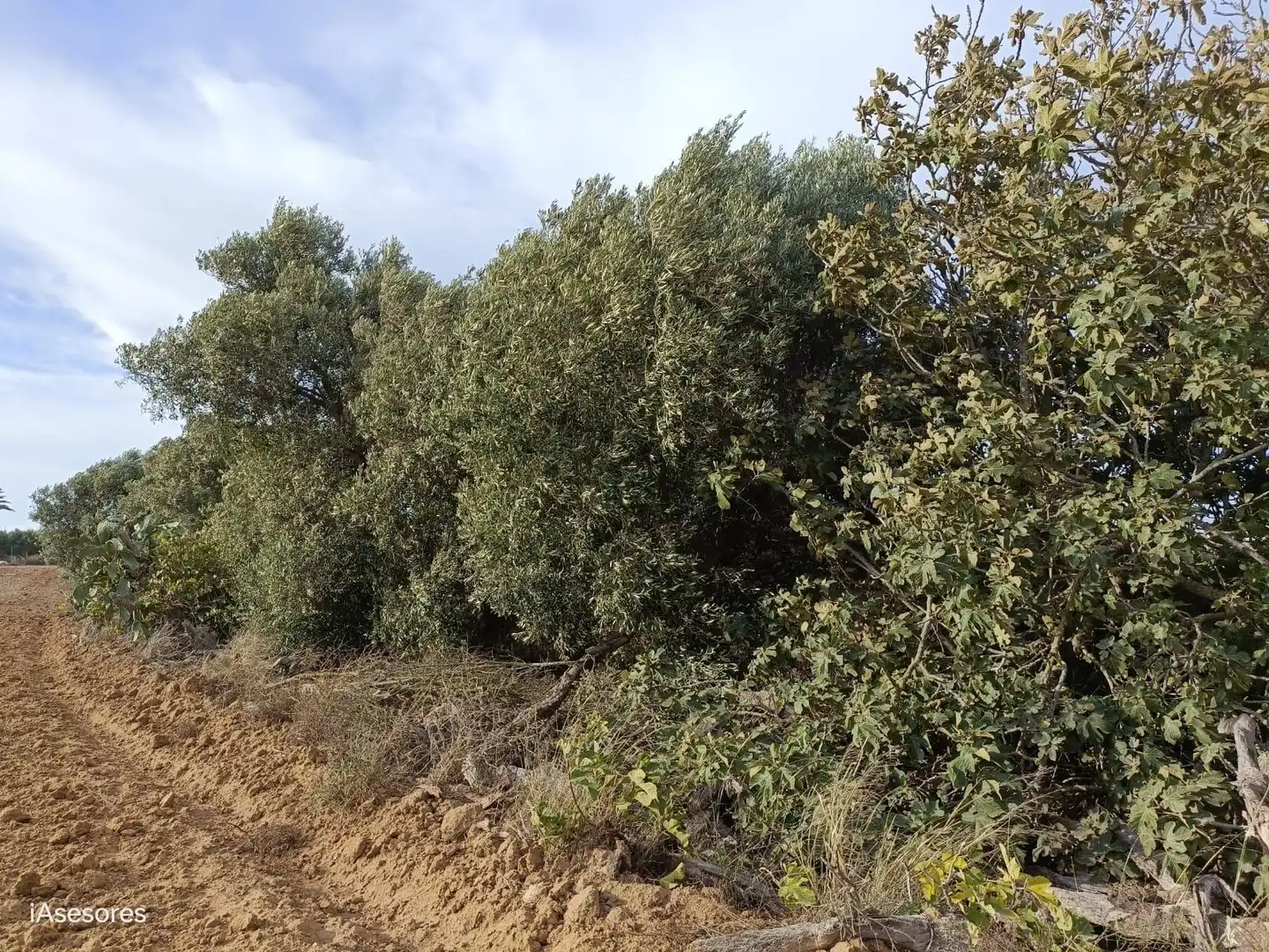 Country homes for sale in Puerto Real
