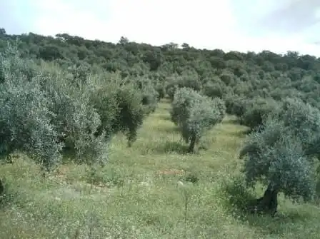 Terreno residenziale in vendita a Villaharta, imagen 3