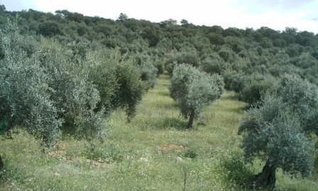 Photo 3 of Residential for sale in Villaharta, Córdoba