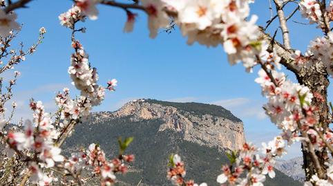 Foto 2 de Finca rústica en venda a Alaró, Illes Balears