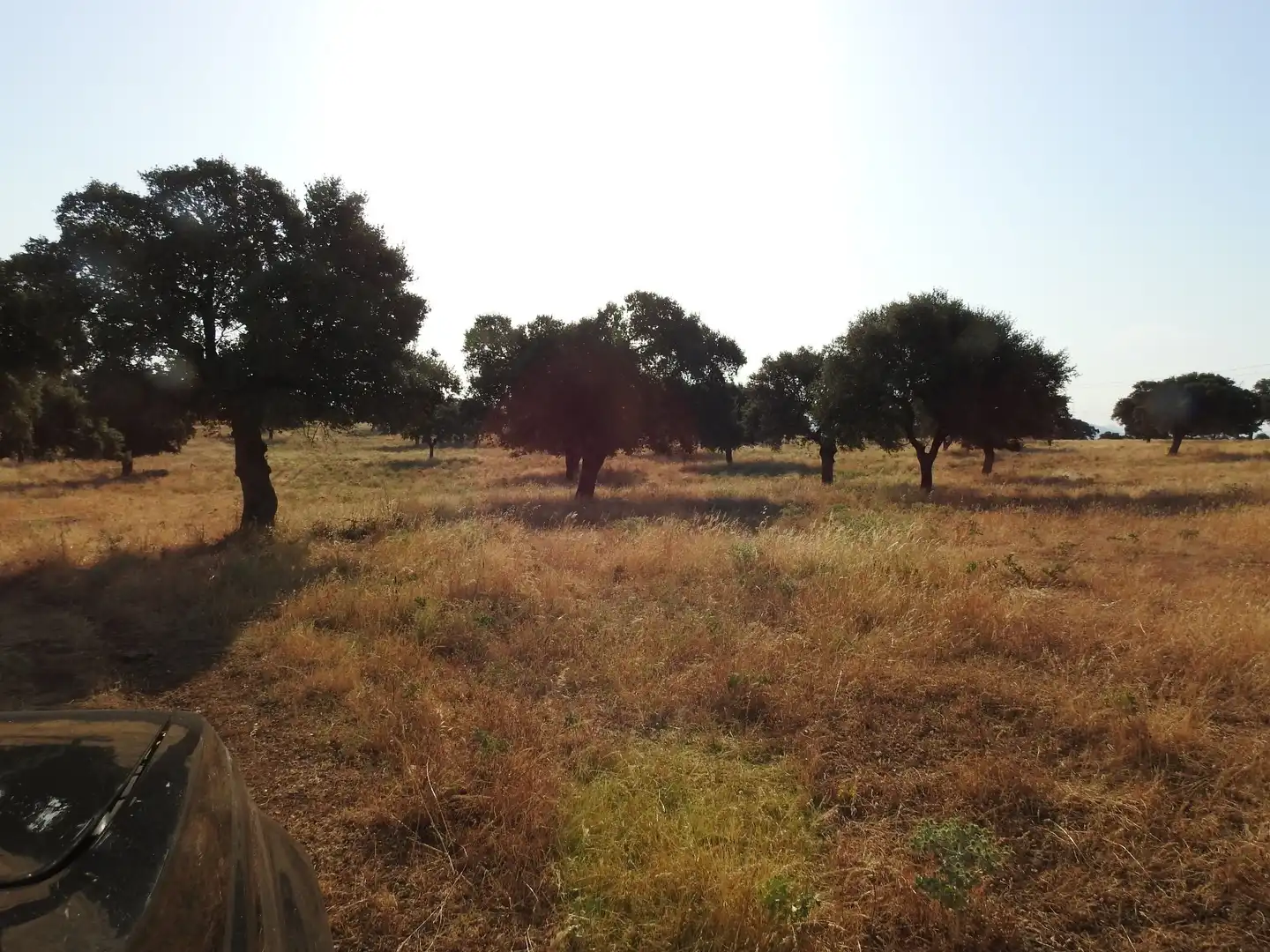 Land for sale in Villar del Pedroso