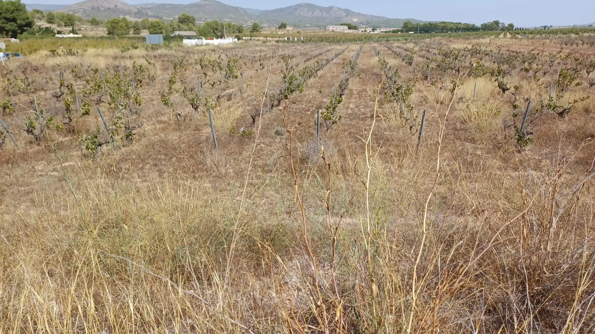 Residential land for sale in Monóvar  / Monòver, imagen 3