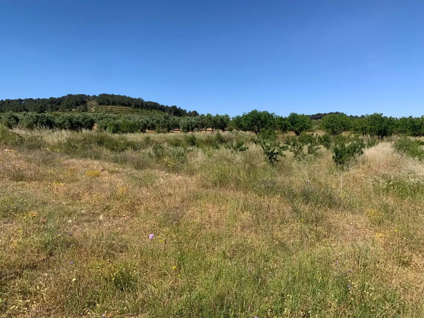 Terreno rustico in vendita a Corbera d'Ebre, imagen 8