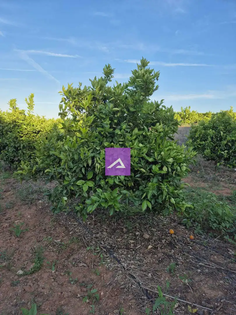 Land for sale in Picassent