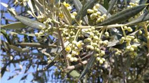 Exclusiva Finca Olivarera de Alto Rendimiento con Almazara, immagine 5
