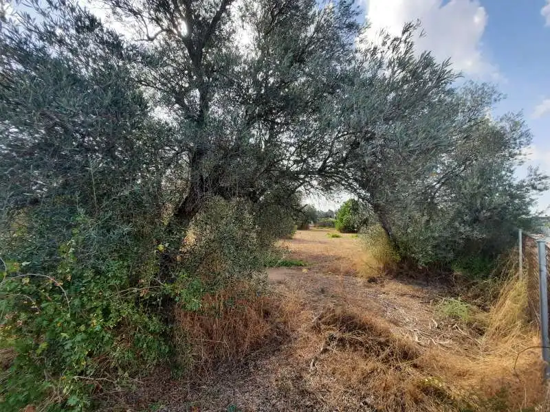 Terreni e lotti in vendita a Escalona, imagen 18
