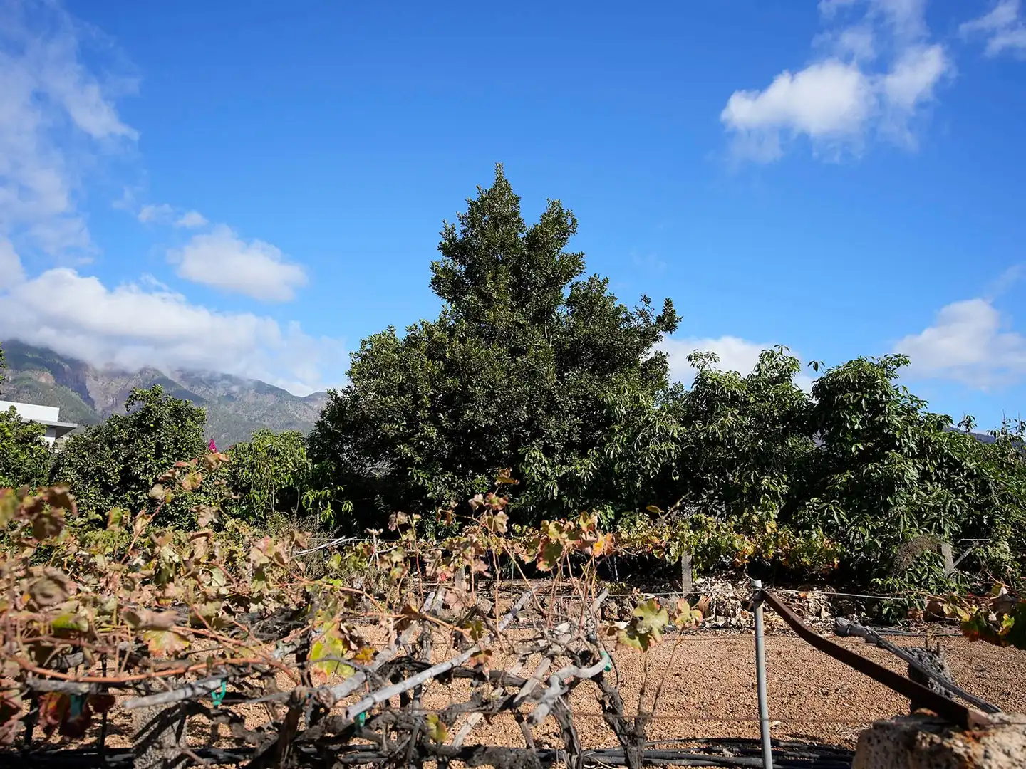 Terreno en venta en Arafo, Santa Cruz de Tenerife