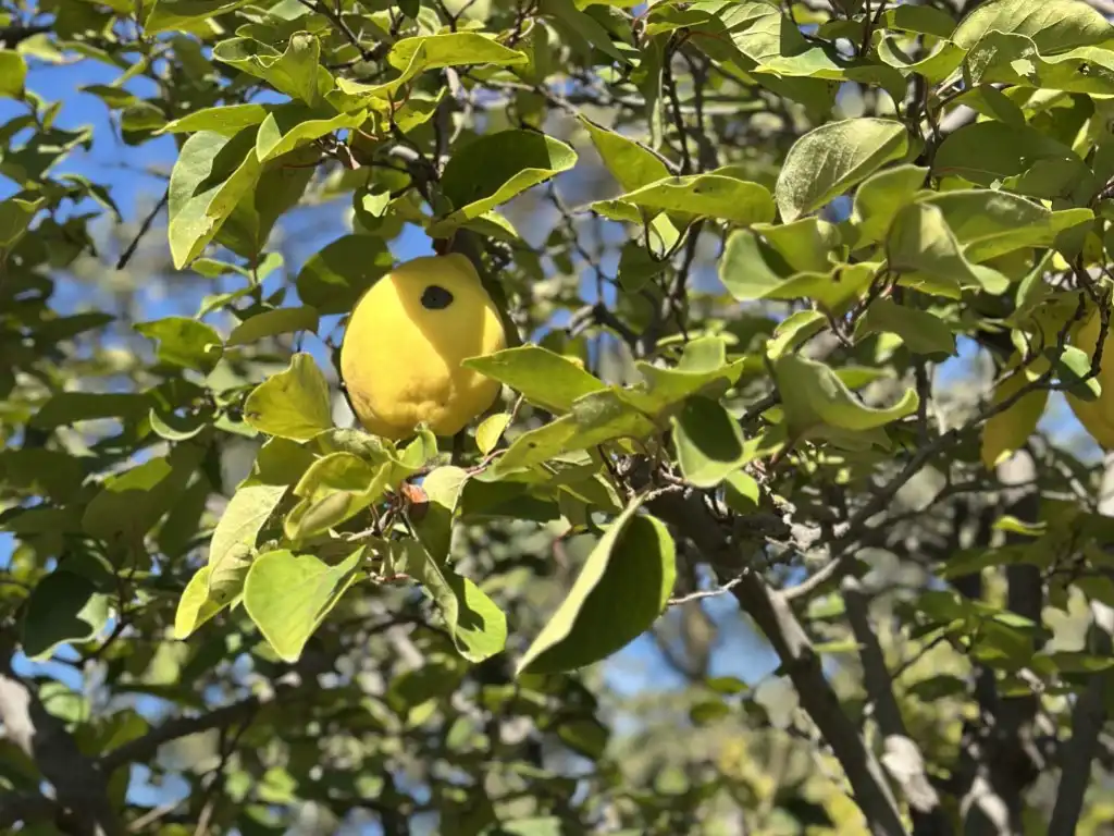 Jardín de Casa o chalet en venta en Algete