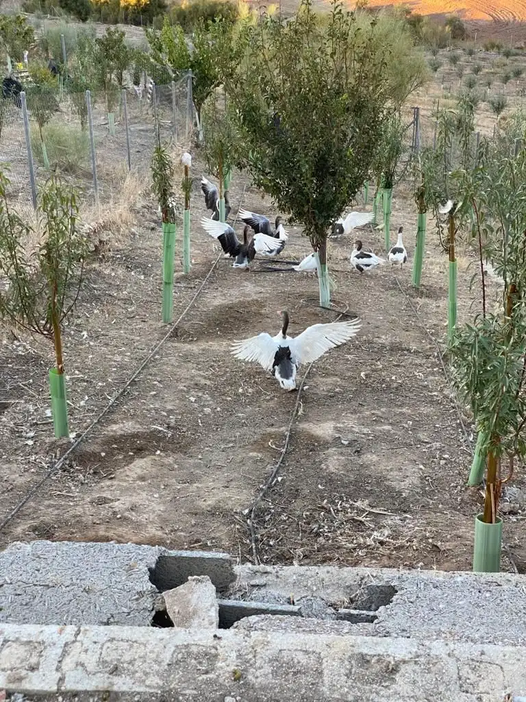 Terreni e lotti in vendita a Osuna, imagen 24