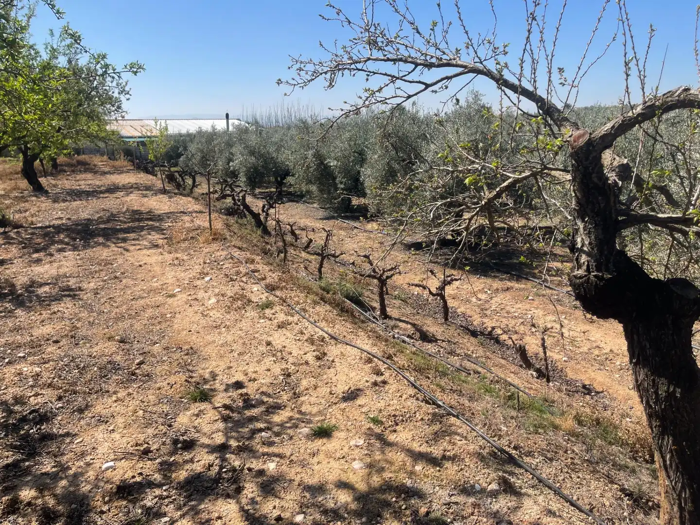 Finca rústica en venda en Albolote amb Piscina