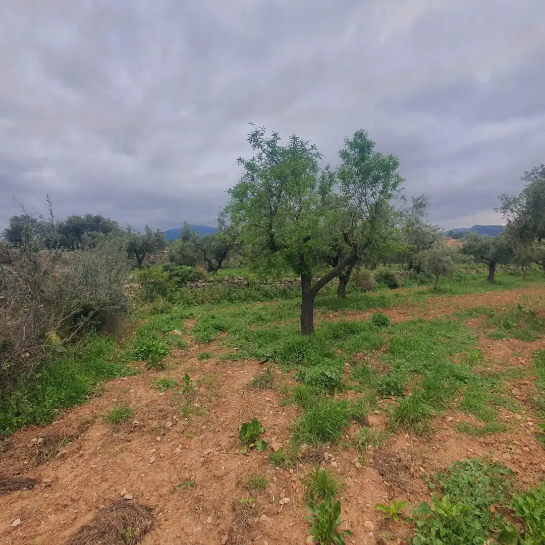 Rustikales Grundstück zum Verkauf in El Pinell de Brai, imagen 3